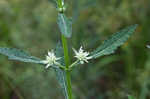 Clustered bushmint